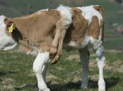 Lilli Cow, Born With Legs, Everything Live