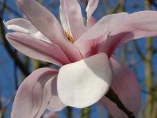 Plant Week: Magnolia Salicifolia