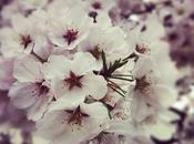 Cherry Blossoms