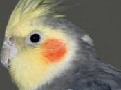 Want Conversations? Cockatiel