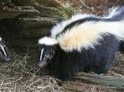 Featured Animal: Skunk