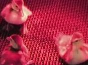 World's Rarest Ducklings Hatch