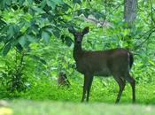 Deer Female