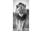 Earth’s Sixth Mass Extinction Event Under