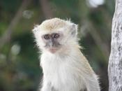 DAILY PHOTO: Baby Vervet Monkey