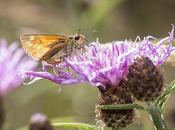 Butterfly Hunt Oakhill Woods