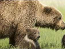 Delisting Grizzly Bears Premature Extinction Chronicles