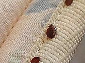 Avoiding Bugs, Bacteria Other Nasty Hotel Hazards3 Read