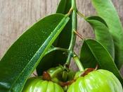 Garcinia Cambogia Apple Cider Vinegar: Weight Loss Boosters