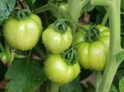Maximise Your Tomato Harvest