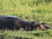 DAILY PHOTO: Beasts Wading Marsh