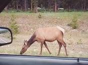 H&amp;H Part Dancing with Greeks