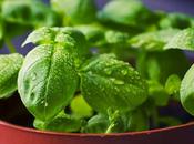 Outstanding Plants That Serve Mosquito Repellants