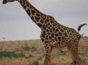 DAILY PHOTO: Masai Giraffe