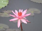 DAILY PHOTO: Pink Lotus