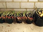 Good Drying Weather!