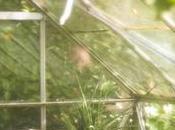 When Comes Greenhouse Growing, Don’t Overlook Light Diffusion