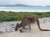 Things Should Know Before Visiting Australia