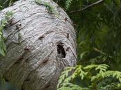 Enjoy Wasp-free Summer Season