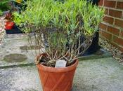 Lavender Making Fresh Start