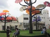 DAILY PHOTO: Umbrella Trees