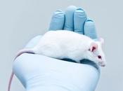 Keto Diet Boosts Longevity Memory Mice