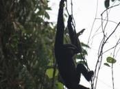 DAILY PHOTO: Hoolock Gibbon