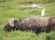 DAILY PHOTO: Cape Buffalo with Egret