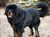 Tibetan Mastiffs Craze Wanes Loiter Streets