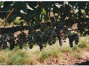 Sipping Wine Place Where Grape Grown