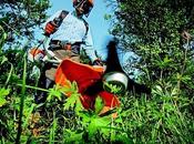 String Trimmer Properly