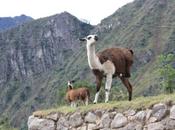 DAILY PHOTO: Llama Wall