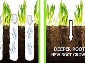 Caring Your Lawn Autumn