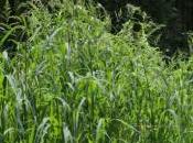 Plants Post Anthropocene: Barnyard Grass