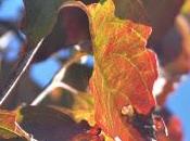 Dogwood Leaves Autumn