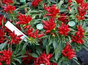 Challock Chilli Fest