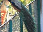 DAILY PHOTO: Peacock