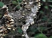 Tree Dies .And Fungi Thrive