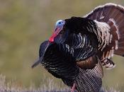 Where Shoot Turkey with Tips Beginners