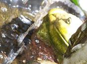 Incomparable Treasure Holy Scriptures"