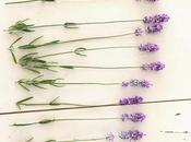 Sunday Bouquet: Lavender Lined