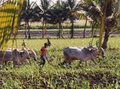 Small Farmers Indian Agriculture