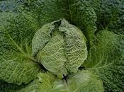 Friday Fotos: Flickr