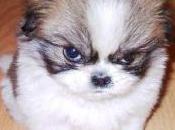 Fat-Shaming Game KickStarter