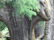 POEM: Aokigahara (青木ヶ原)