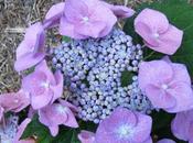 Hydrangea Blues
