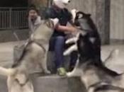 Open Post: Hosted Dogs Piling Their Owner