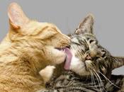 Important That Your Cats Groom Each Other?