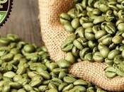 Whole Green Coffee Powder (WGCP): Your Focus Weight Loss Secret Ingredient