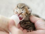 Long Kittens Nurse? Should Kitten Stay With Mother?